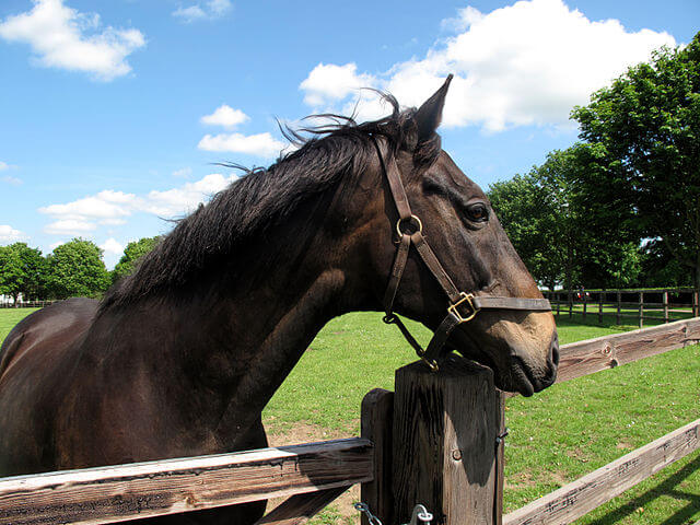 Amberleigh House - 2004 Grand National Winne